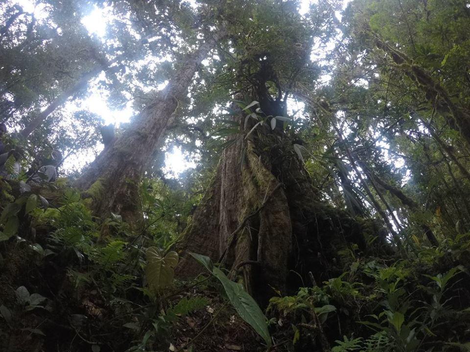 Cabana De Montana La Magnolia, Cerro De La Muerte De La Canuela Cloud Forest Tres de Junio Ngoại thất bức ảnh