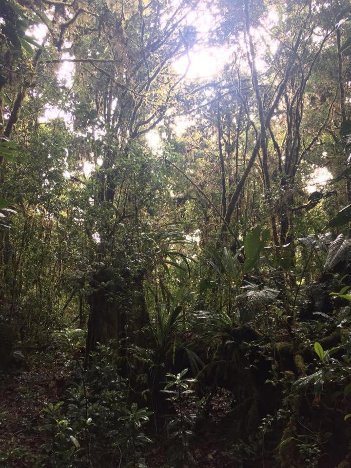 Cabana De Montana La Magnolia, Cerro De La Muerte De La Canuela Cloud Forest Tres de Junio Ngoại thất bức ảnh